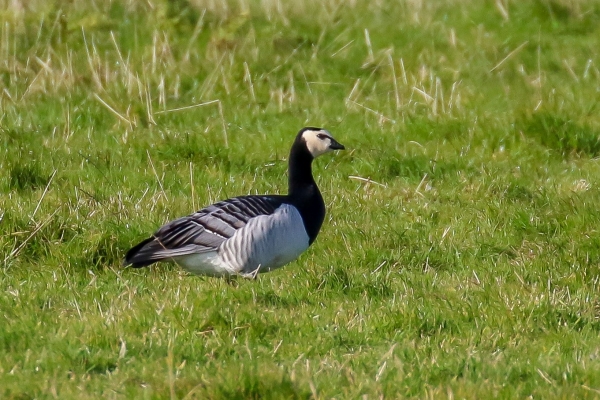 Barnacle Goose in a field at Wexford Wildfowl Reserve