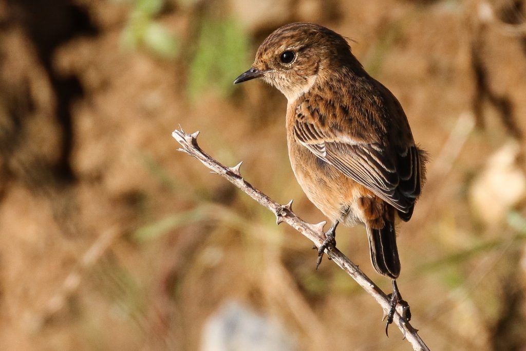 bird watching ireland