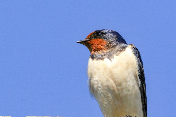 A swallow against a blue sky background