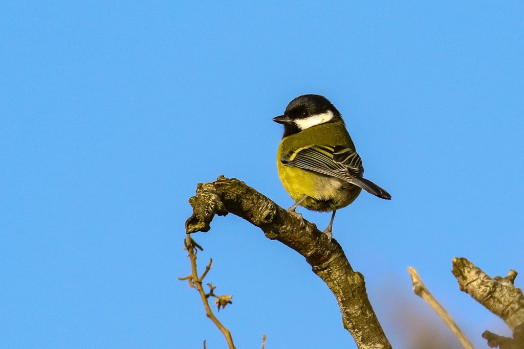 Bird Watching Wexford