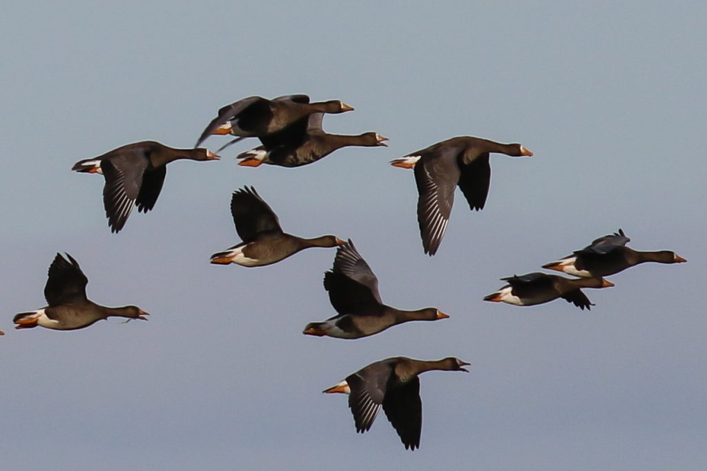 Bird Watching Wexford