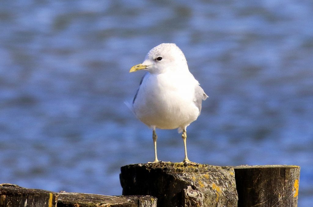 Bird Watching Wexford