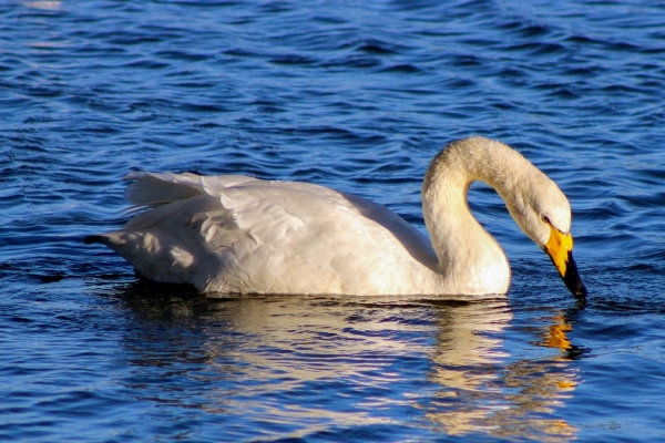 Whooper Swan swimming in the blue water of Broadmeadows Estuary, Swords