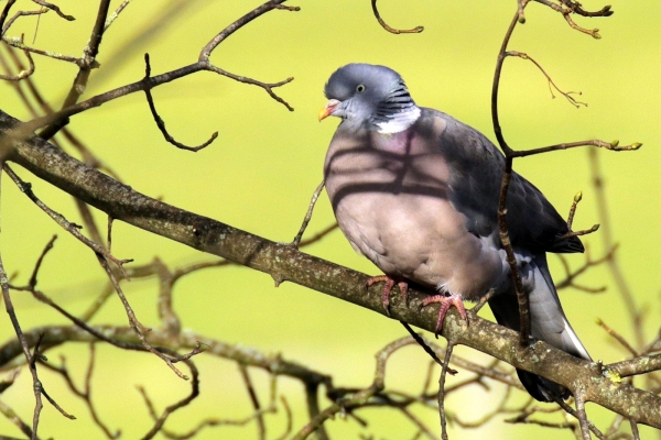 A wood Pigeon sits in a tree with an iridescent green grass in the background
