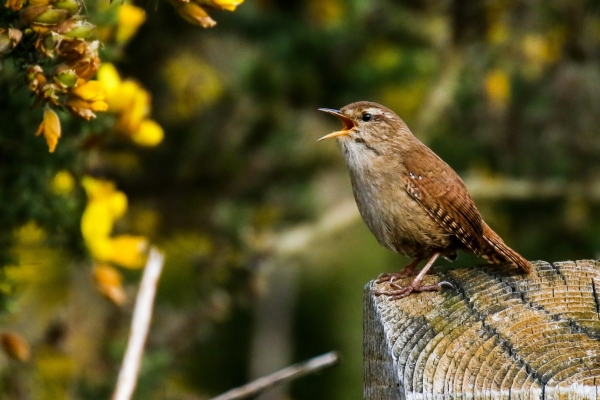 A Wren sings from a fence post with yellow gorse flowers in the background
