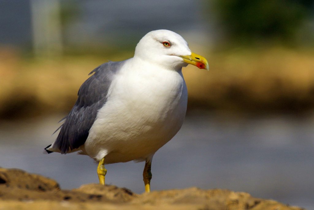 bird watching ireland