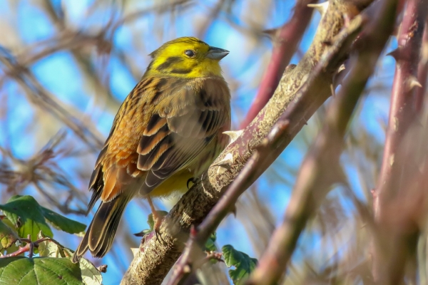 A Yellowhammer perched on a thorny branch with blue sky in the background