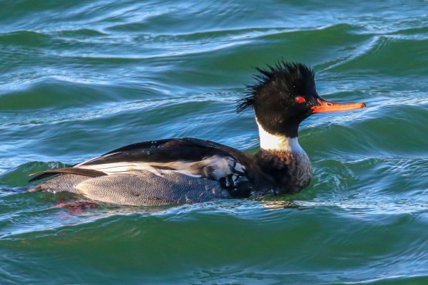 Red Breasted Merganser swimming in Broadmeadows Estuary, Swords, County Dublin