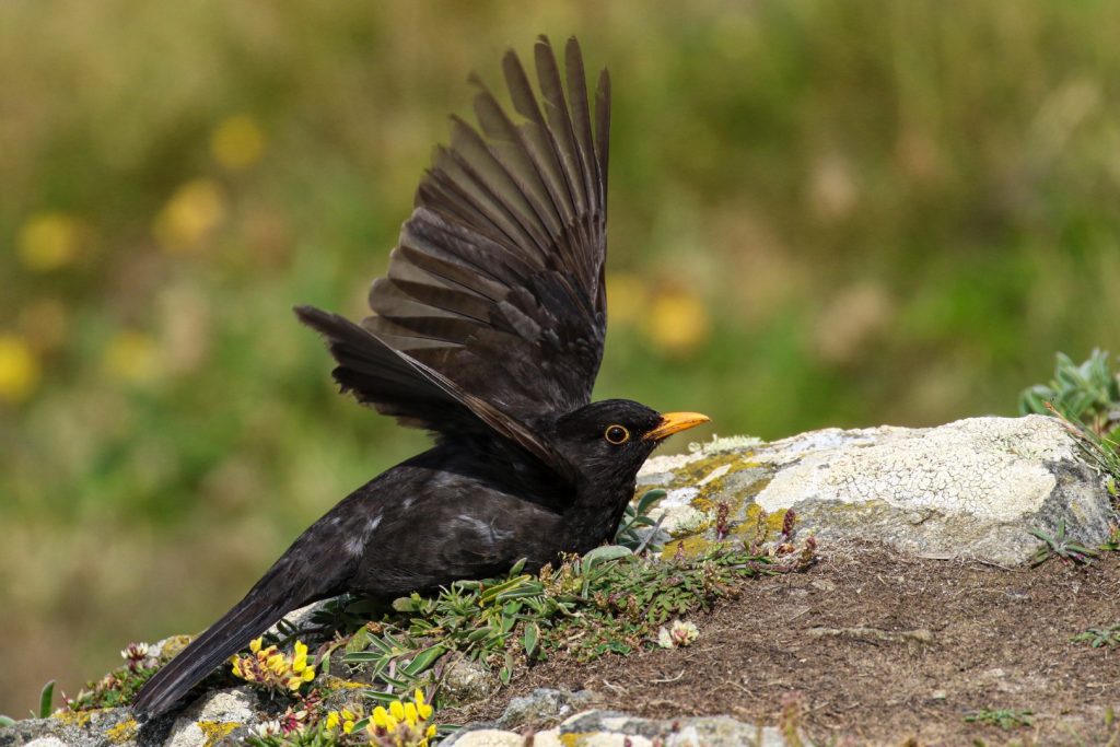 Bird Watching Kilmore Quay