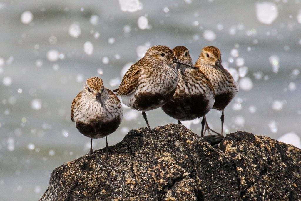 Bird Watching Kilmore Quay Wexford