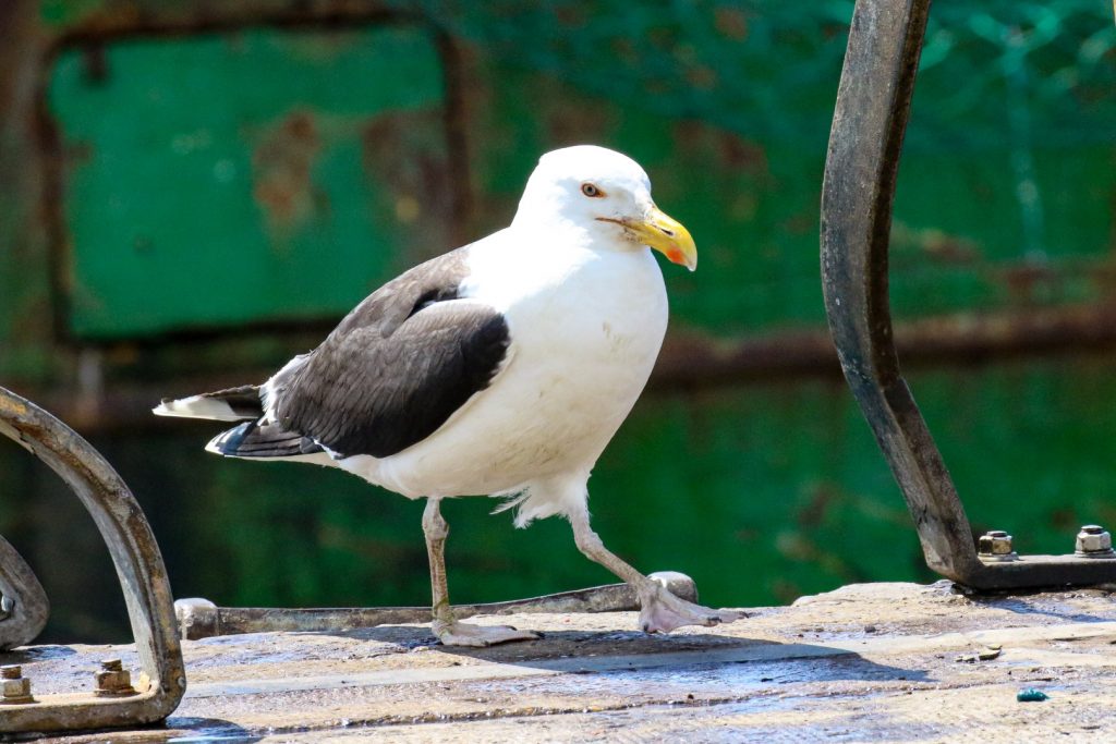 Bird Watching Kilmore Quay