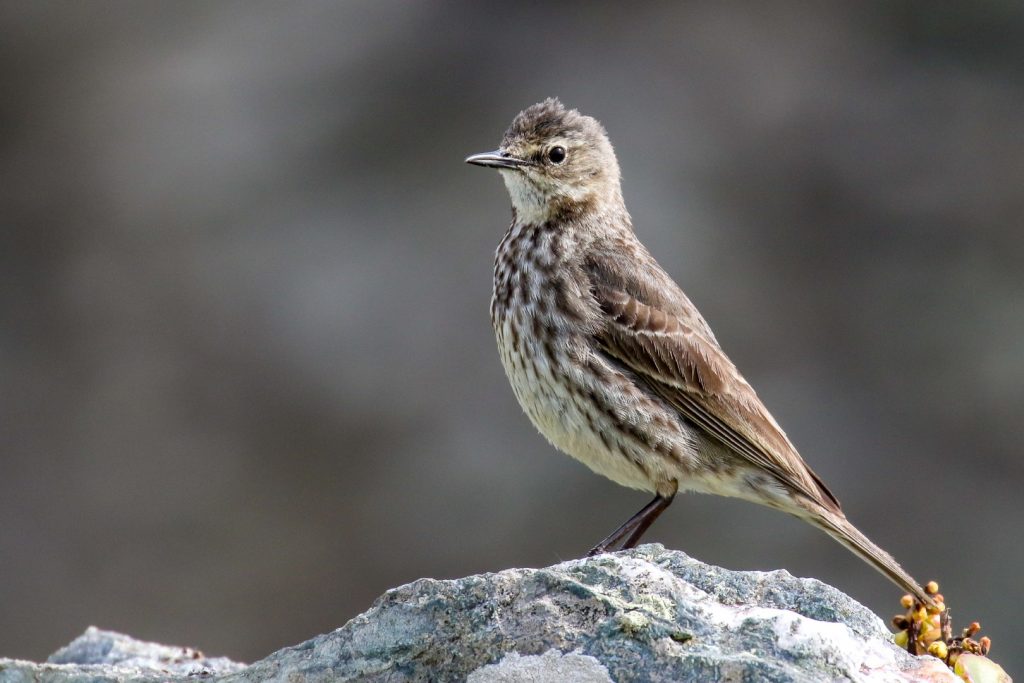 bird watching ireland