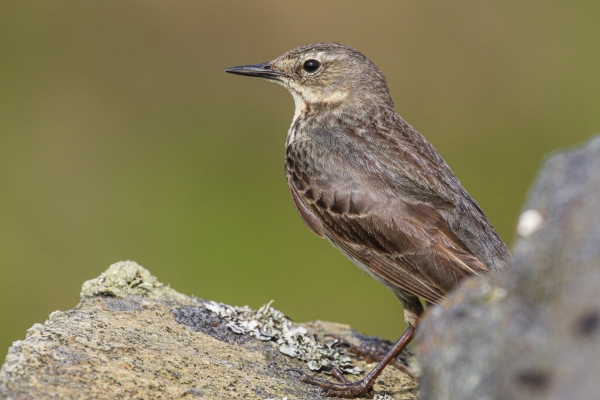 A Rock Pipit sits on a wall at Kilmore Quay, County wexford