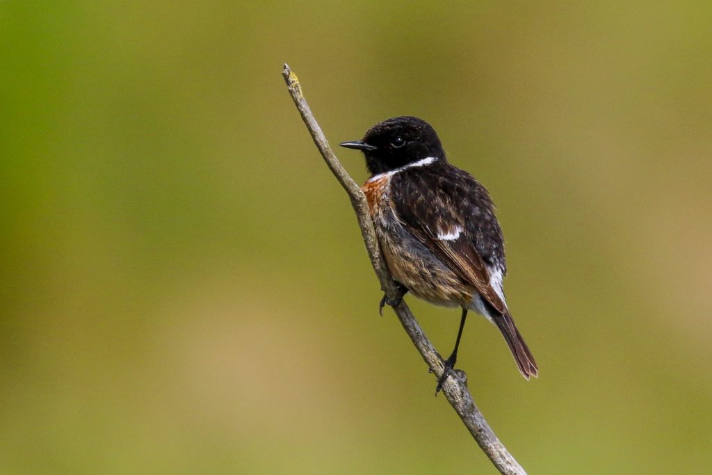 bird watching Wexford