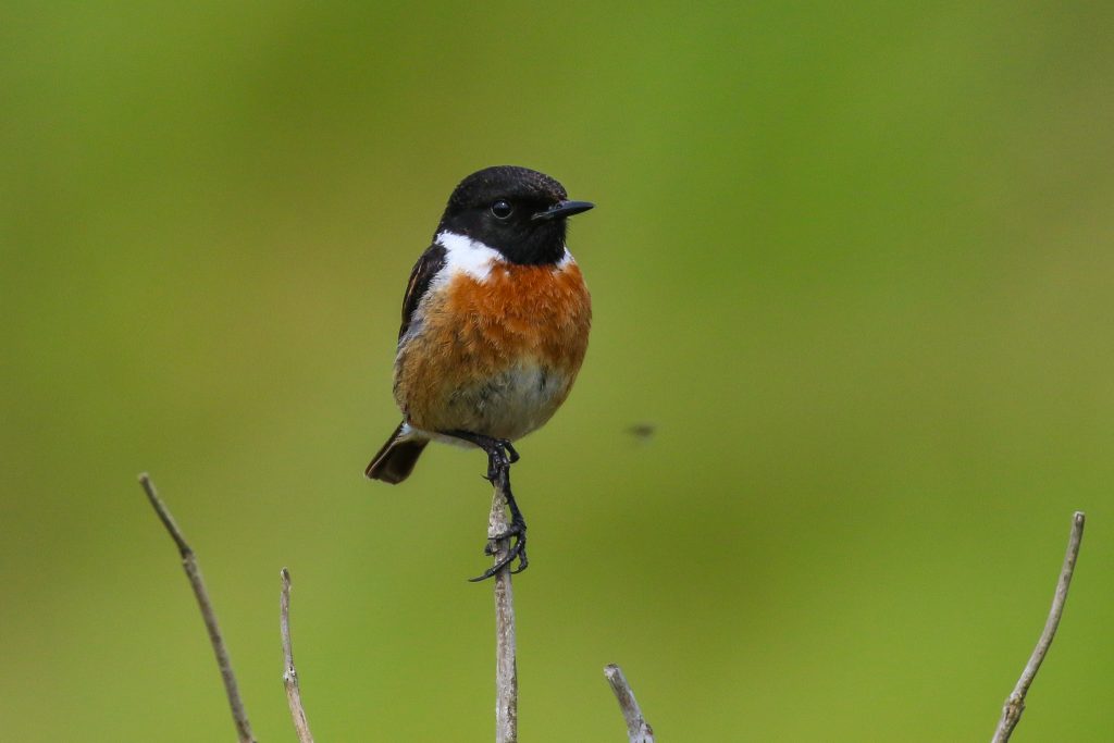 bird watching ireland