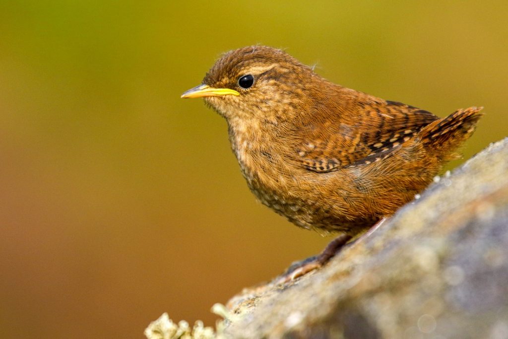 bird watching ireland