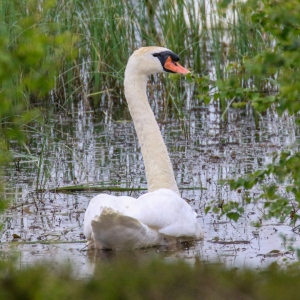 bird watching ireland