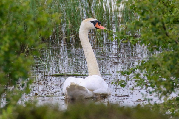 A Signet Swan swims in the marshes at Lough Boora Forest PArk, County Offaly