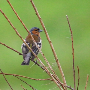 bird watching ireland