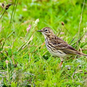 bird watching ireland