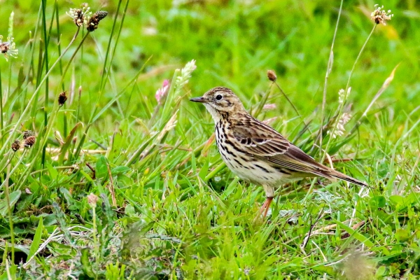 A Meadow Pipit in among the wildflowers at Lough Boora Forest Park, Offaly