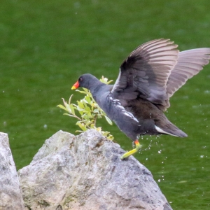 bird watching ireland