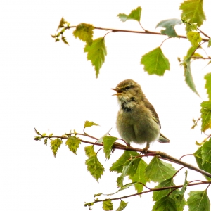 bird watching ireland