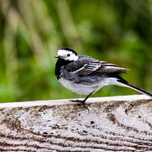 bird watching ireland