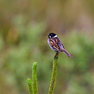 bird watching ireland