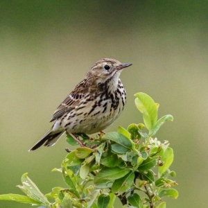 bird watching ireland