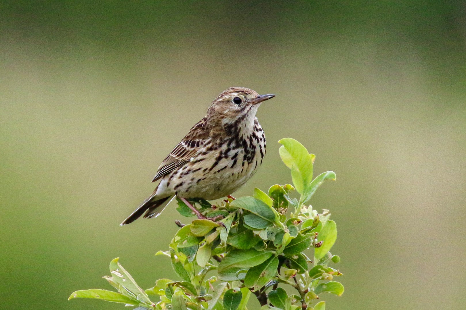 Bird Watching Lough Boora