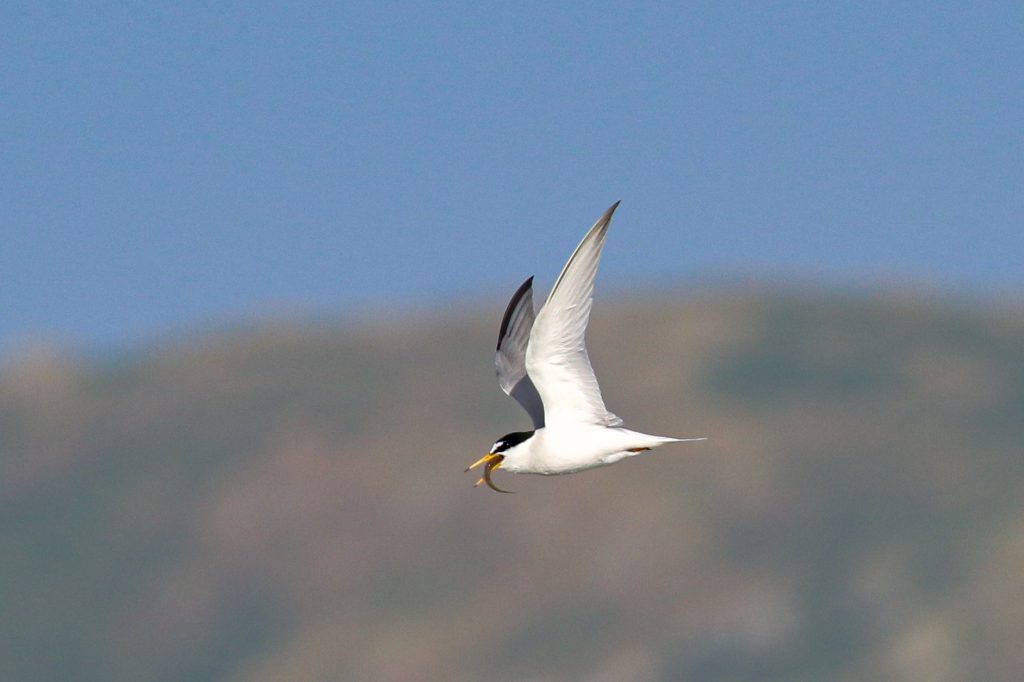 bird watching portrane dublin