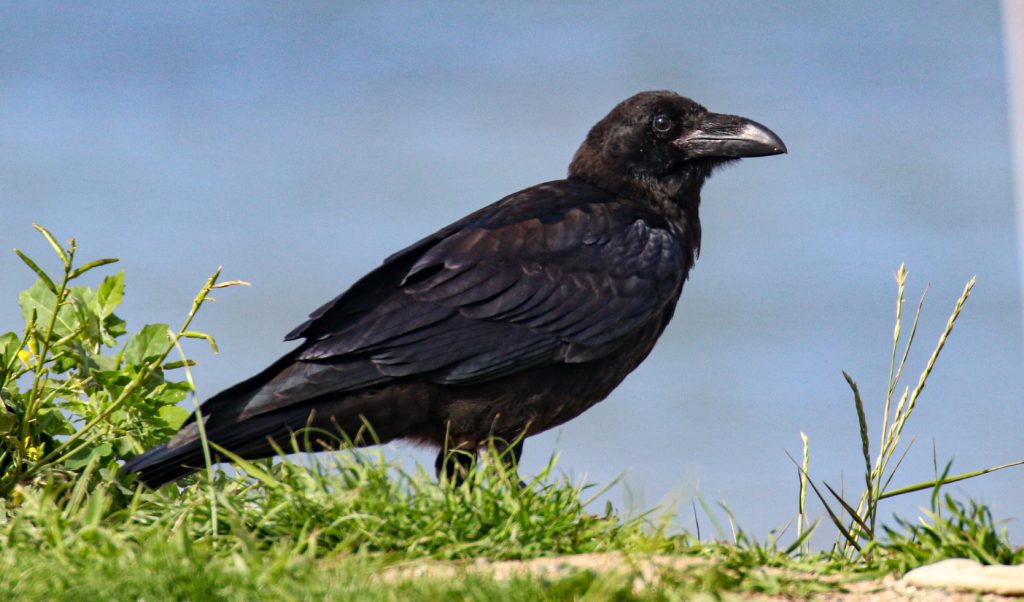 bird watching portrane dublin