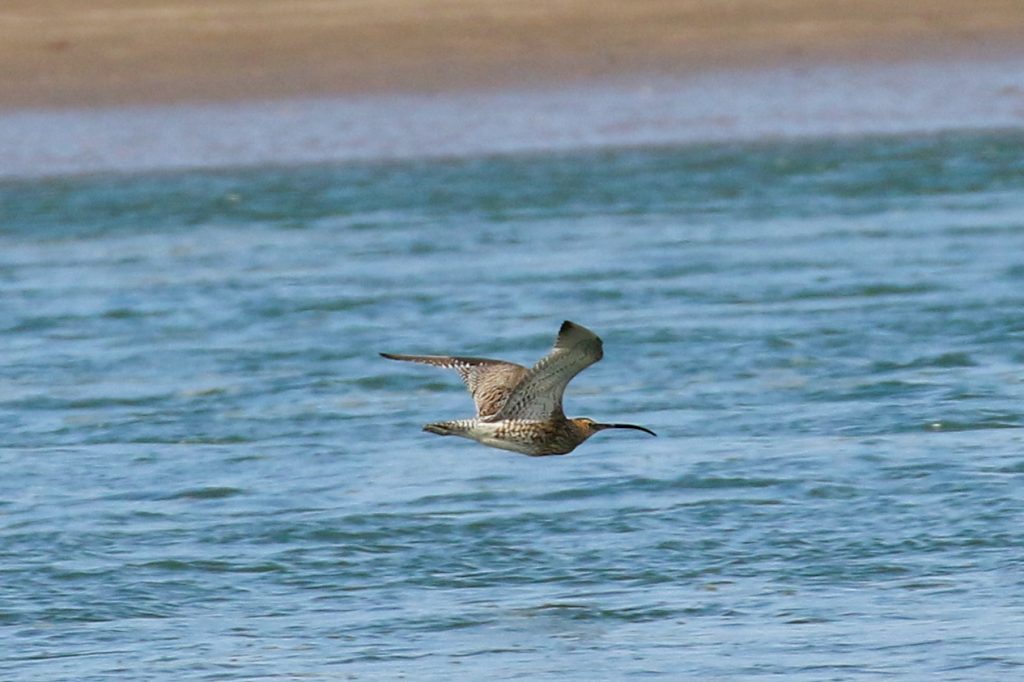 bird watching portrane dublin