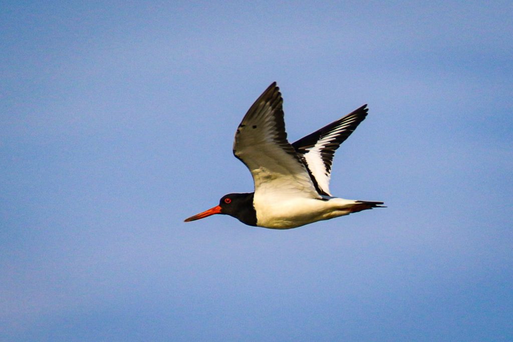 bird watching portrane dublin