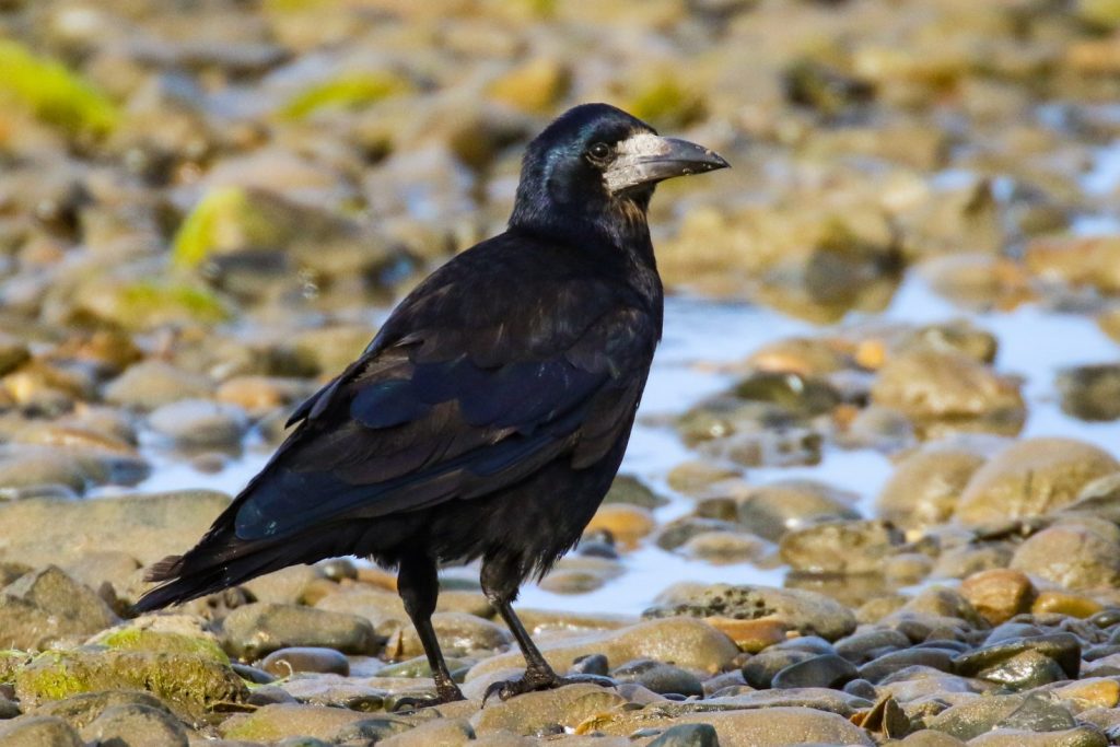 bird watching portrane dublin