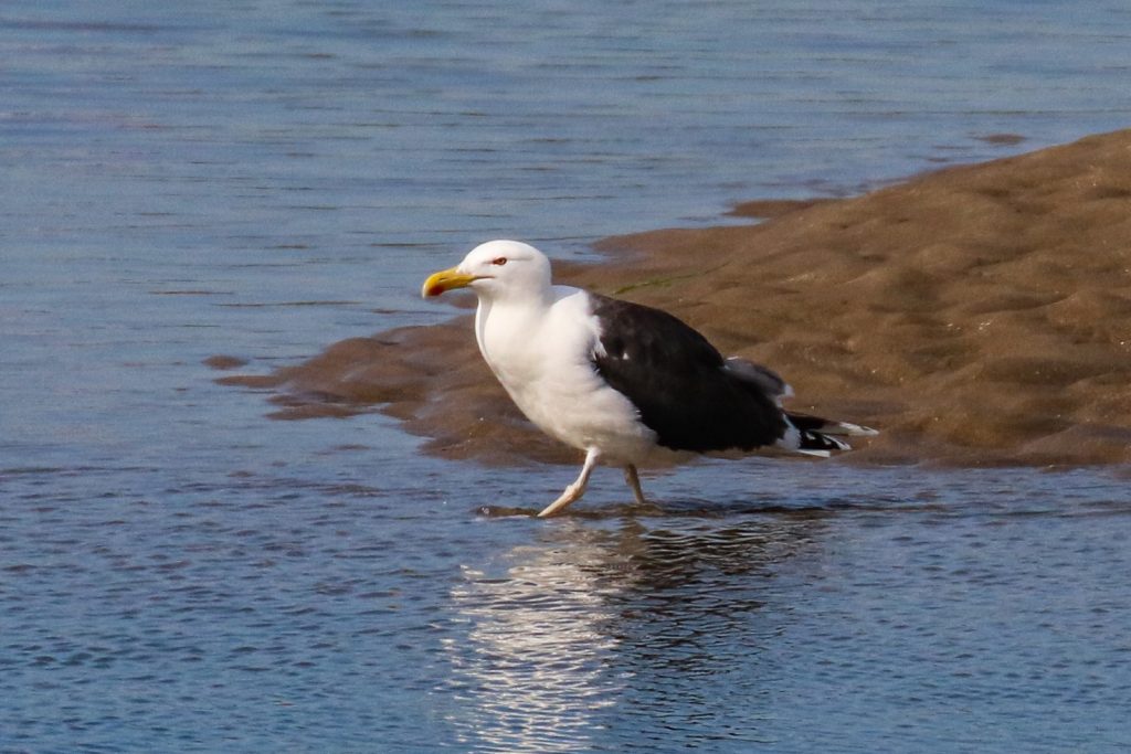 bird watching ireland