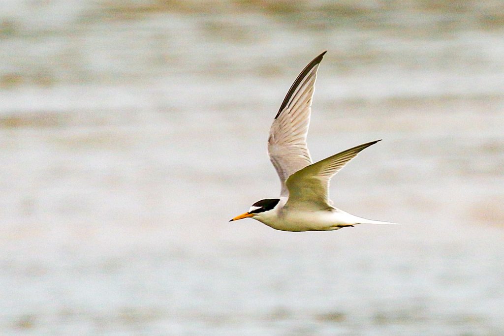 bird watching portrane dublin