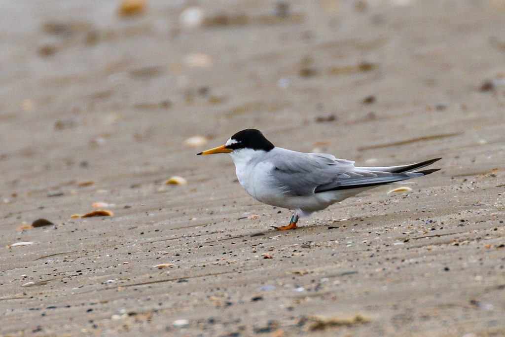 bird watching portrane dublin