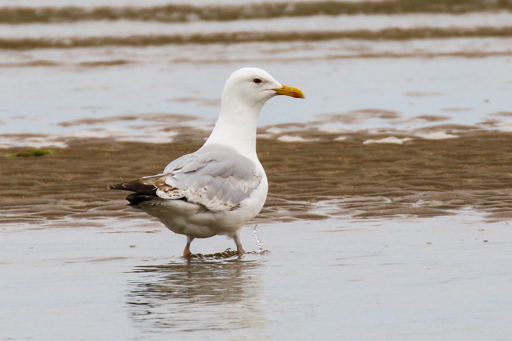 bird watching portrane dublin