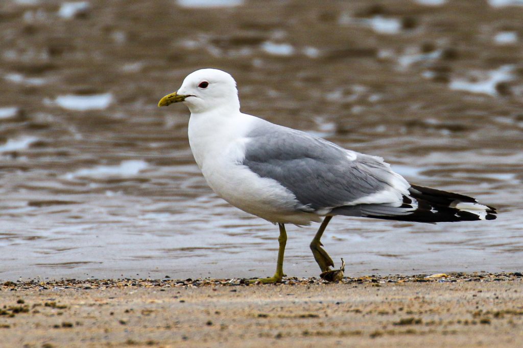 bird watching portrane dublin