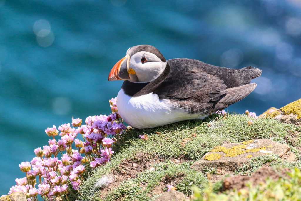 A Puffin sits on wildflowers on Great Saltee Island, Wexford, Ireland