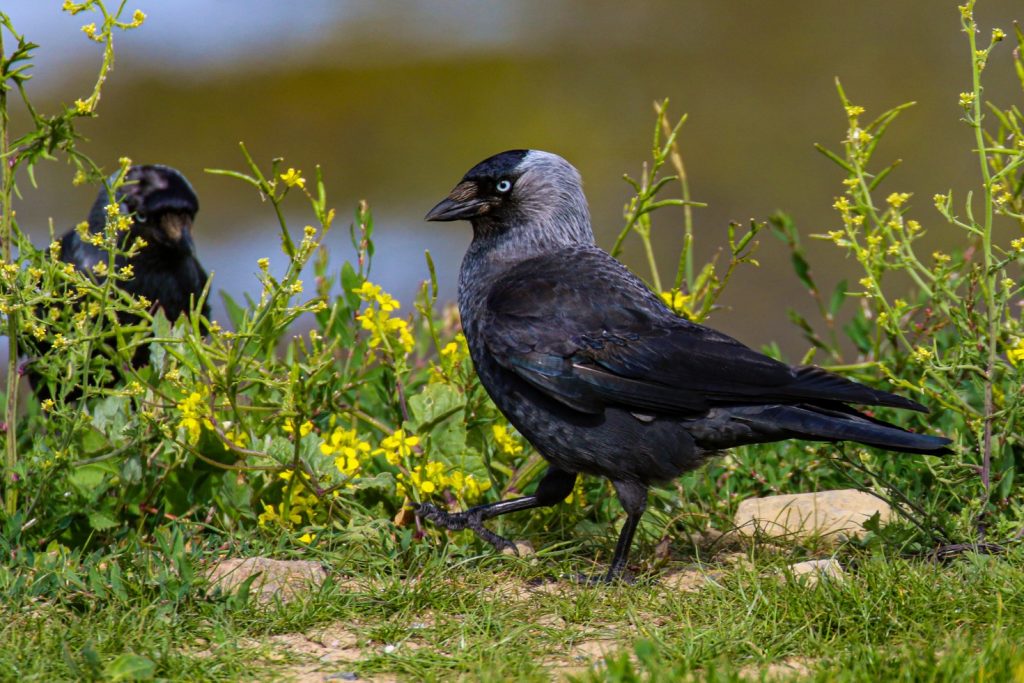 bird watching portrane dublin