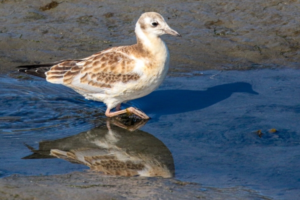 Juvenile Black Headed Gull walking is shallow water at Annagassan Port, County Louth