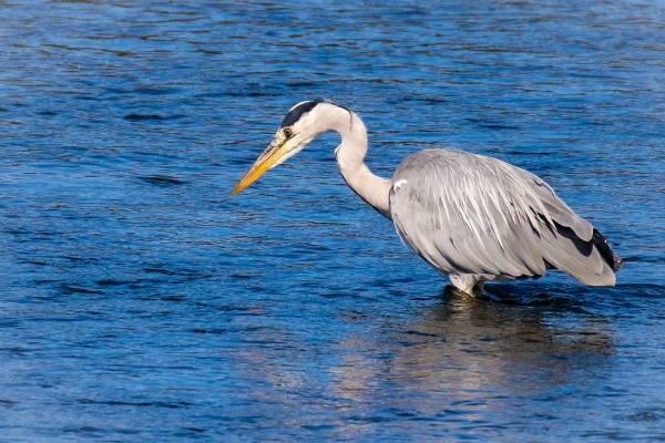 Grey Heron Hunting in the port area of Annagassan, County Louth