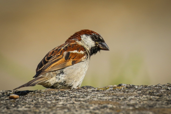 A House Sparrow Perched on the bridge wall at Annagassan, County Louth