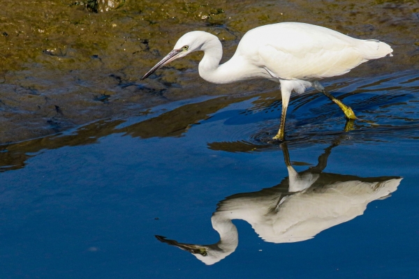 Little Egret at Annagassan County Louth, searching the channel for food at low tide