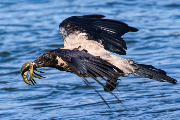 Hooded Crow with a crab in its beak flying over the channel at Annagassan, County Louth
