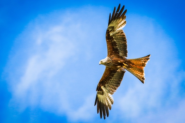 A Red Kite flies over the river in Avoca, County Wicklow, Ireland
