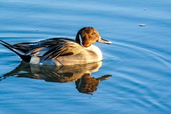 Pintail Duck swimming in blue water at Bull Island Dublin